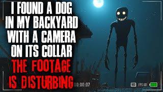 I found a Dog in my Backyard with a Camera on its Collar. The Footage is DISTURBING.