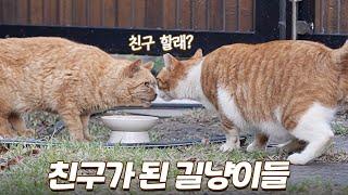 아픈 고양이를 친구로 받아준 마음씨 착한 길냥이