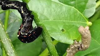 How larvae eat a leaf 