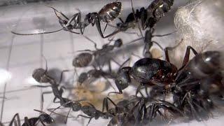 Alles was man über Camponotus cruentatus wissen muss! | Ameiseninfo 05