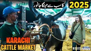 Asia's Largest Cattle Market  | Qurbani 2025 | Karachi Cattle Mandi | Hello Karachi