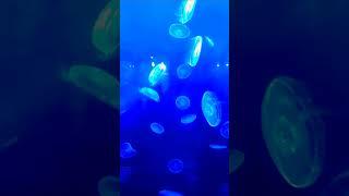 Jellyfish #likeandsubscribe #shortsusa #jellyfish #sealife #fish #blue #oceanlife #aquarium #america