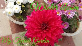 My Winter Garden || Winter Garden flowers Overview ||