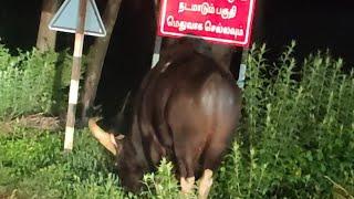 Indian Gaur enjoying its dinner in Valparai | Indian Bison Attack | Thedal 360°