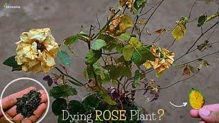 5-Reasons / Why the Rose Plant is Dying? - Pure Greeny