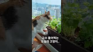 고수 먹는 고양이!! #고수#풀뜯는고양이 #도심고양이