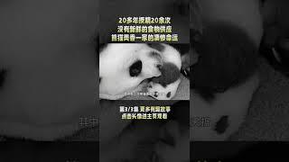 3/3 旅泰熊猫林惠去世，这是第二只在泰国去世的熊猫，这究竟是怎么回事？#熊猫 #shorts #动物
