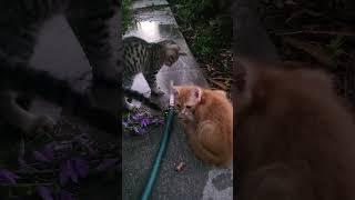 Water Walking Kitten #cute