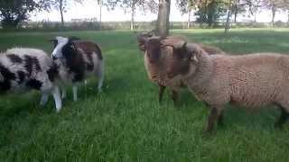 Manx Loaghtan - Hebridean - Sint-Jacob in Belgium