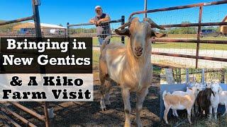 Bringing In New Genetics | Visiting Another Kiko Goat Farm | Goats in Texas | Kiko Goat Farm