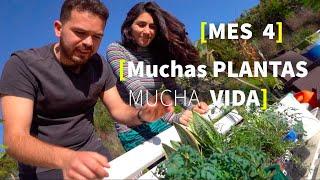 Mes 4 | SEMILLAS Tradicionales plantas, árboles y mucha VIDA