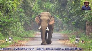 Great #Tusker# #Elephant# Coming.