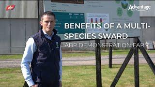 Benefits of a multi-species sward | ABP Demonstration Farm