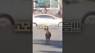 Playing Freeze Tag with a Water Deer│고라니, 얼음!!!! ️
