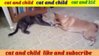 Funny Cats #2020  Funny Cats c65