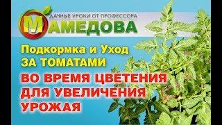  Подкормка и Уход ЗА ТОМАТАМИ ВО ВРЕМЯ ЦВЕТЕНИЯ ДЛЯ УВЕЛИЧЕНИЯ УРОЖАЯ