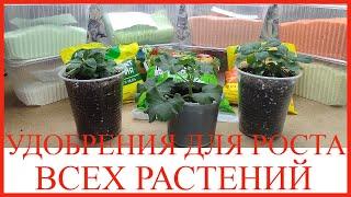 Эти удобрения помогут вырастить отличную цветочную и овощную рассаду . Черенкую укореняю размножаю.