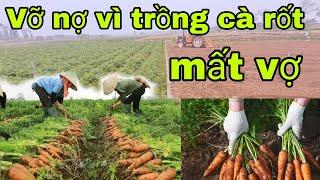 Vỡ nợ vì trồng cà rốt 30 mẫu , trốn nợ bóc lịch rồi mất vợ