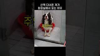 "알았어 갈께!~" 산책 다녀온 개가 화장실 들어가서 짖는 이유
