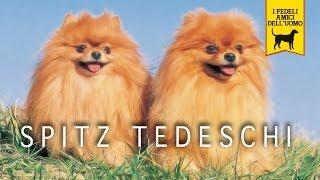 SPITZ TEDESCO trailer documenario (Pomerania)