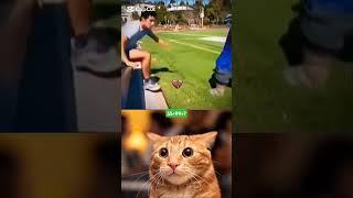 GIVE THIS VIDEO A TITLE Cat bombastic #funny #cat #catlover # popular # shorts