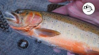 Cutthroat Trout on Dry Flies - SNUBBED!