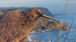 Pete’s discovered a Better Way to Fly with Air New Zealand