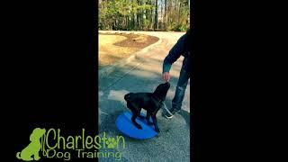 Puppy Pre-School -Charleston Dog Training