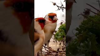 Carduelis Carduelis | Major Goldfinch | Aviary Birds #goldfinches #carduelis