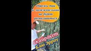 Обрежь так, чтобы твой скальный можжевельник не разваливался. Скайрокет или Блю Эрроу.