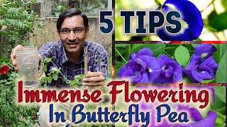 5 Amazing Tips for Getting Immense Flowering in Aparajita or Butterfly Pea