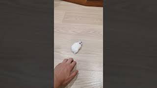 #смешной) #джунгарик #хомяк #Мышуня #скорость