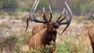 BULL ELK BUGLING ELK RUT 2020 (4k)