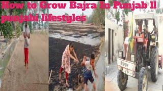 How to Grow Bajra ll By jawanda Vlogs