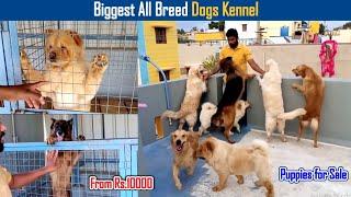 All Breed Dogs Kennel Video | Dreamer Paul Vlog