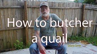 How to butcher a quail.