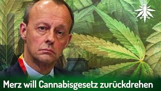 Merz will Cannabisgesetz zurückdrehen | DHV-News # 430