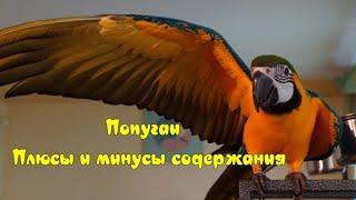 Попугаи  Плюсы и минусы содержания  Pros and cons of keeping a parrot