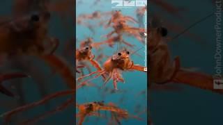 Millions of Tuna Crabs Gather Off Coast of Mexico  #Wildlife #Ocean #Nature