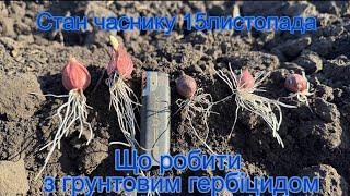 Стан часнику 15листопада. Що робити з грунтовим гербіцидом бризгати чи ні?