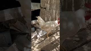 White #rooster walking in the #garden . #kordan #iran #travel #traveling #travelvlog