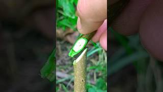 Easiest grafting technique for fruit trees amazing #satisfying #amazing #grafting #shortsfeed