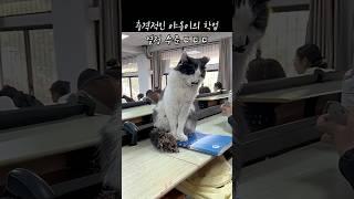 충격적인 고양이의 학업 열정 수준 ㄷ ㄷ