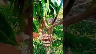 Three Years Old Multi Grafted Mango Tree #howtograft #grafting #citrusfruit #gardening #graft