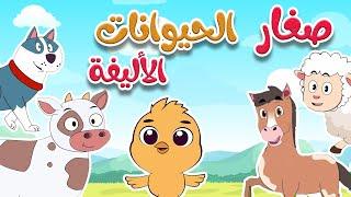 أغنية أين أبي - صغار الحيوانات الأليفة  | أغاني أطفال طم طم