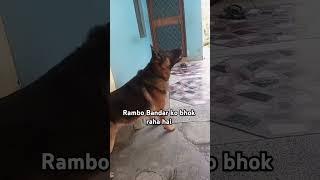 German Shepherd#dog #shortvideo # YouTube#doglover #