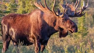 Moose Sounds