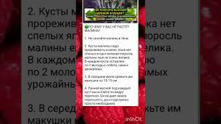рекомендации по выращиванию малины собираем большой урожай.