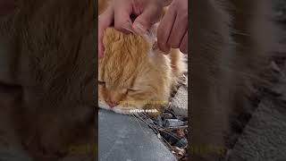 How to clean your Cat's Ears  #catvideos #cat #catshorts #catears #catcare