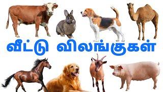 வீட்டு விலங்குகள்  | Domestic animals  | domestic animals in tamil